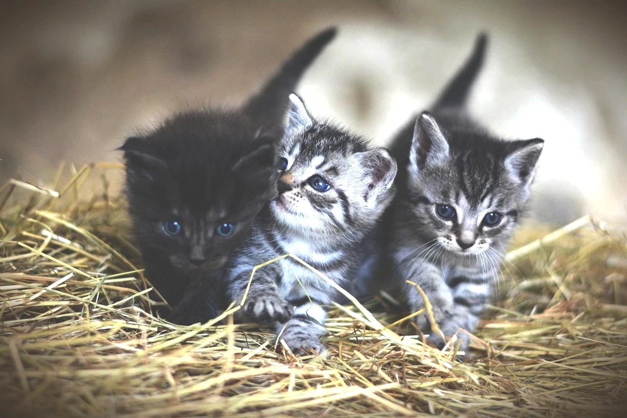 Kedi Dostu Burçlar: Kedilerin Çok Sevdiği 3 Burç! - Resim: 2